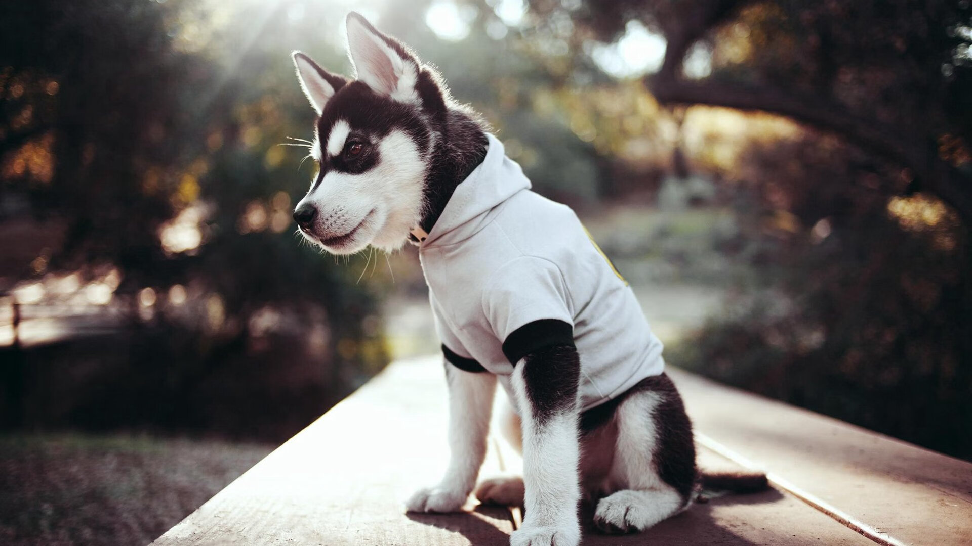 维尼修斯关键先生显神威，土耳其全面压制乌拉圭奏凯