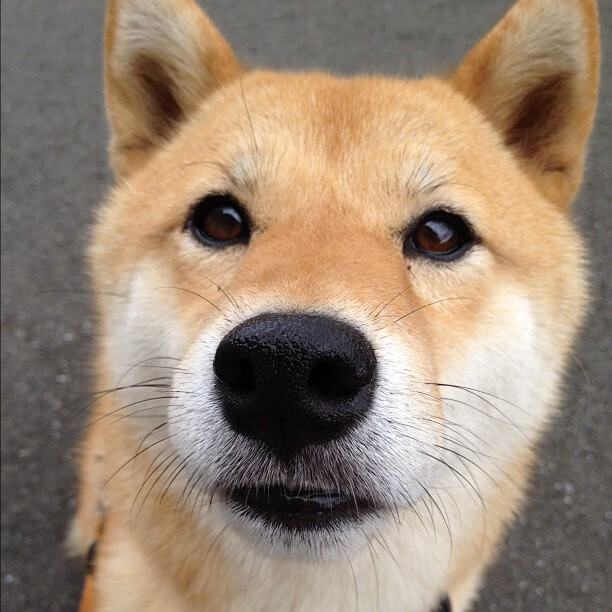 赛道与球场，利拉德在F1新赛季揭幕战中的王者接管