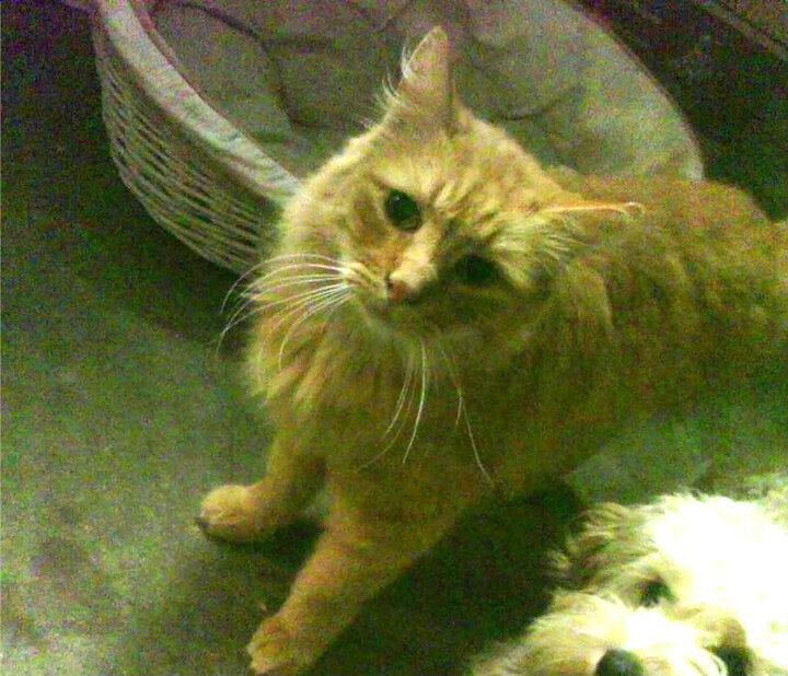 卢卡库关键先生一锤定音，荷兰战术革新终结伊拉克黑马之路