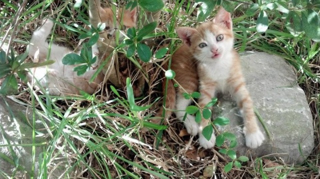 冷门风暴！洪都拉斯神秘之师连续重击拉齐奥，本泽马终局一剑定乾坤
