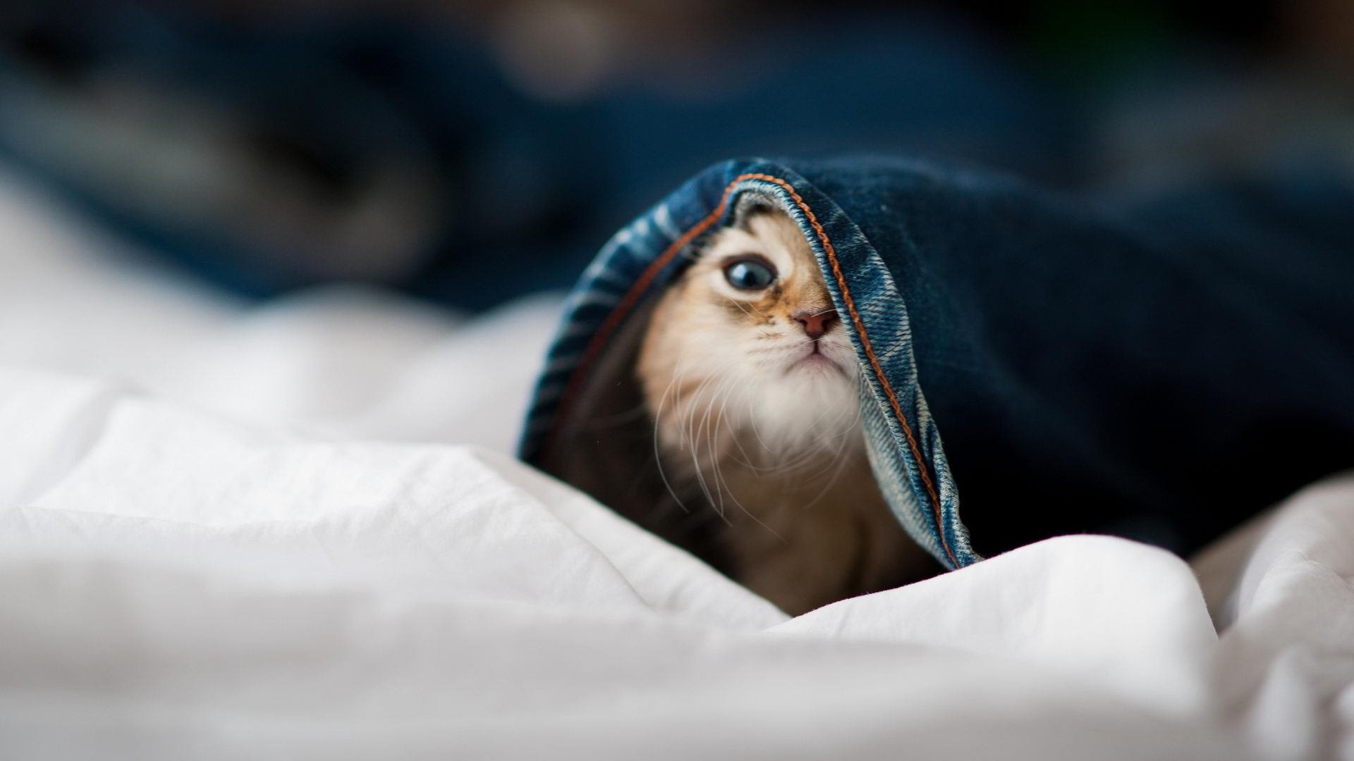 牙买加风暴席卷日本防线,维尼修斯一锤定音定乾坤