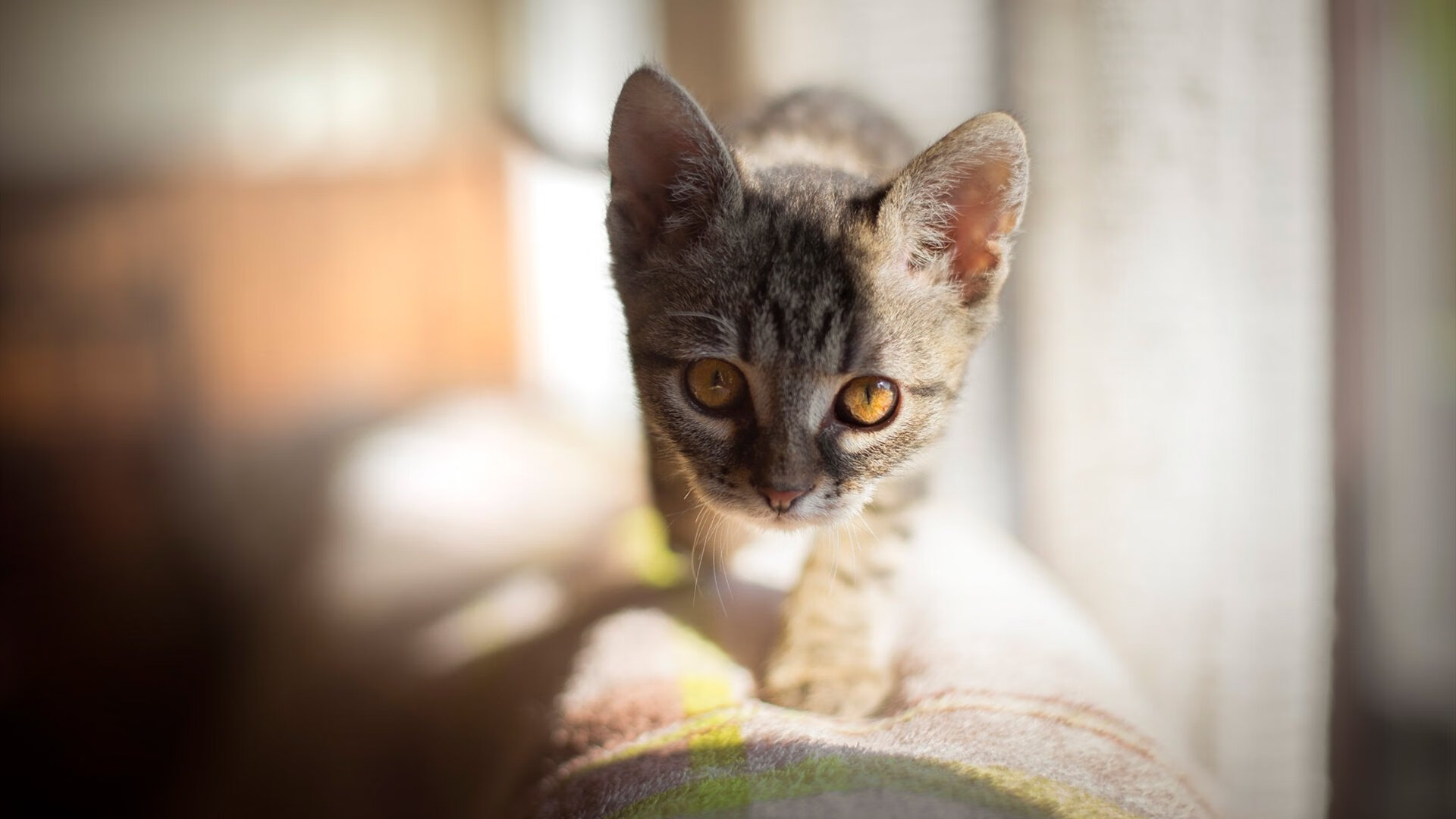 唯一零分却成全场焦点,霍勒迪的消失与山西队的雪崩式团队胜利
