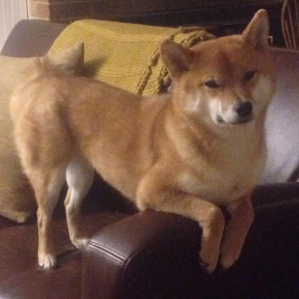 速度与激情的双重奏,F1新赛季揭幕战点燃全球焦点,广厦队巅峰对决力克爵士诠释竞技之魂