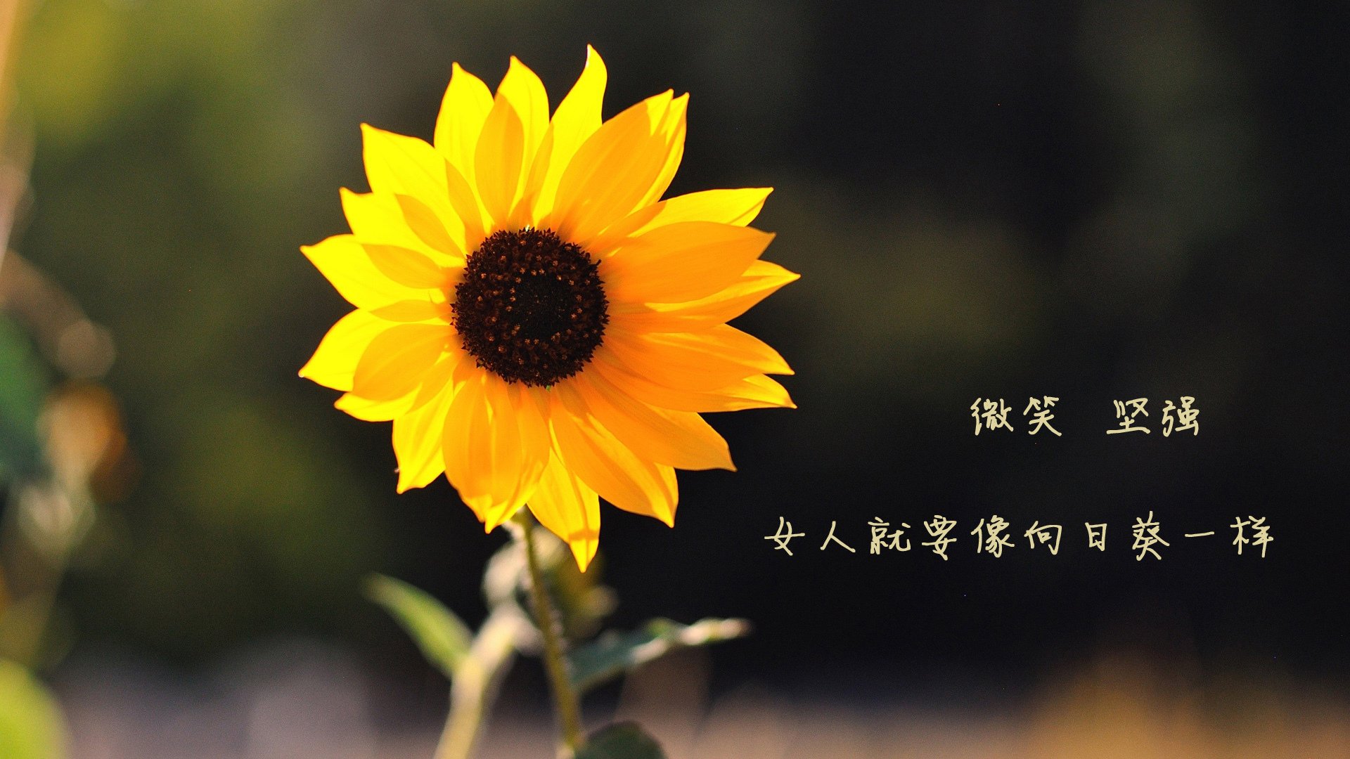 太极虎的咆哮，当维尼修斯披上红袍，高卢雄鸡在首尔之夜折翼